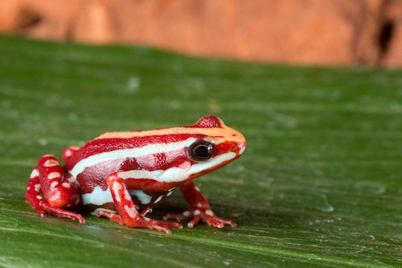 BLOG | Assessing the value of biological diversity: direct benefits bit.ly/1j3kJjN