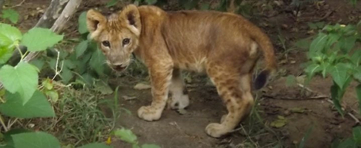 Young lion cub rescued from captivity and sent to South Africa.www.facebook.com/Rhino-Shuttles…