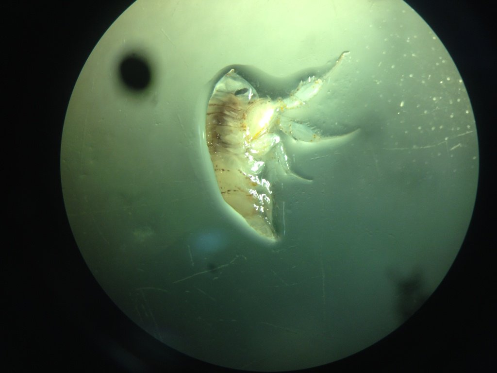 oceandebs's tweet photo. Zooplankton sample collected in the stomach of a fish #EAFNansen #FAOUN @FAOfish https://t.co/coPruJFvyM
