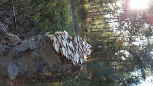 OP EEN HUURFIETS DE PRACHTIGE HERFST BEWONDEREN OP DE VELUWE. - hoegen-fietsverhuur.nl/op-een-huurfie… Nieuw bericht: