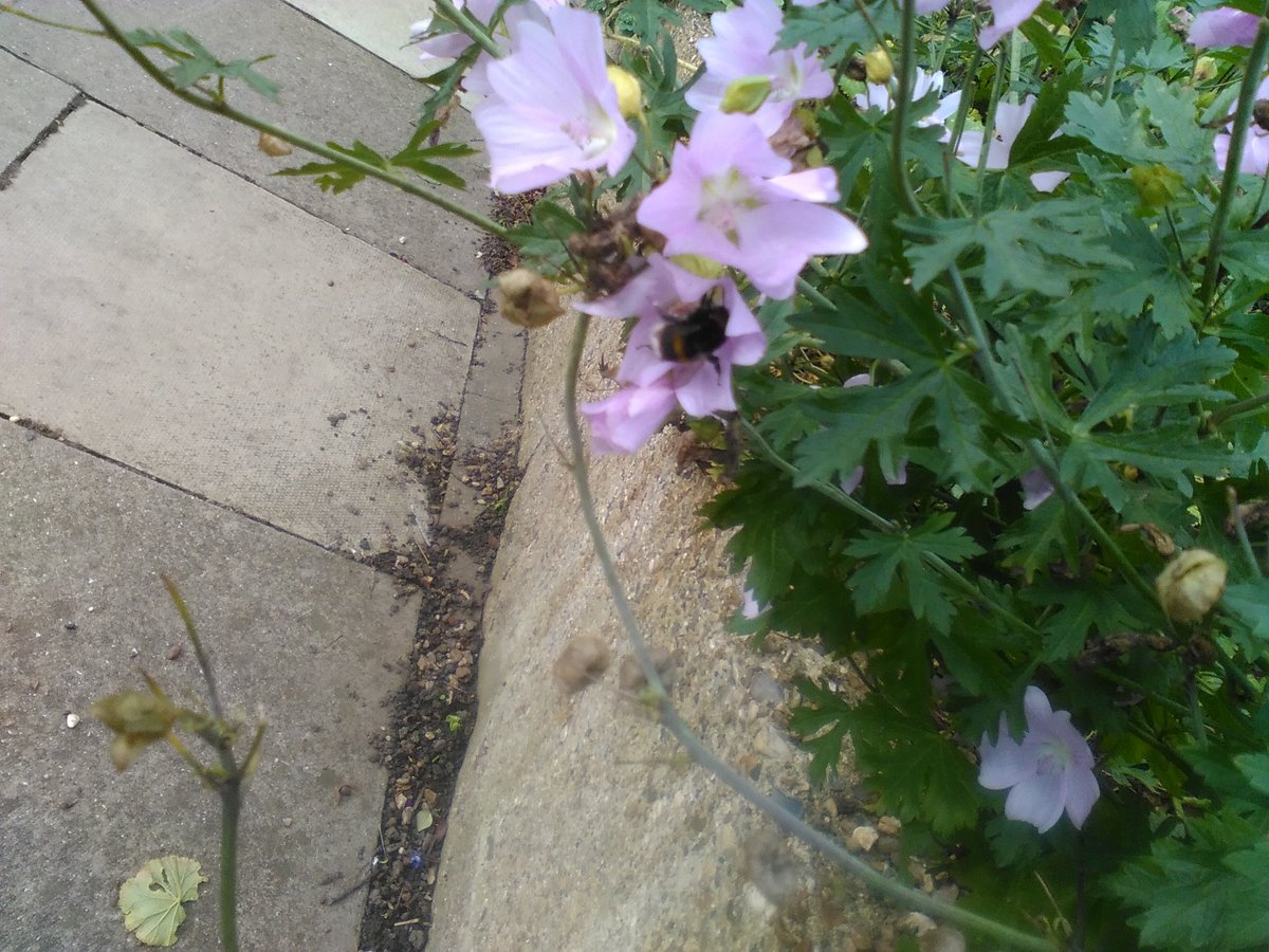 davidmorgan100's tweet photo. #bufftailbumblebee. Feeding on mallow in front garden today https://t.co/AUlAgSC3ZF