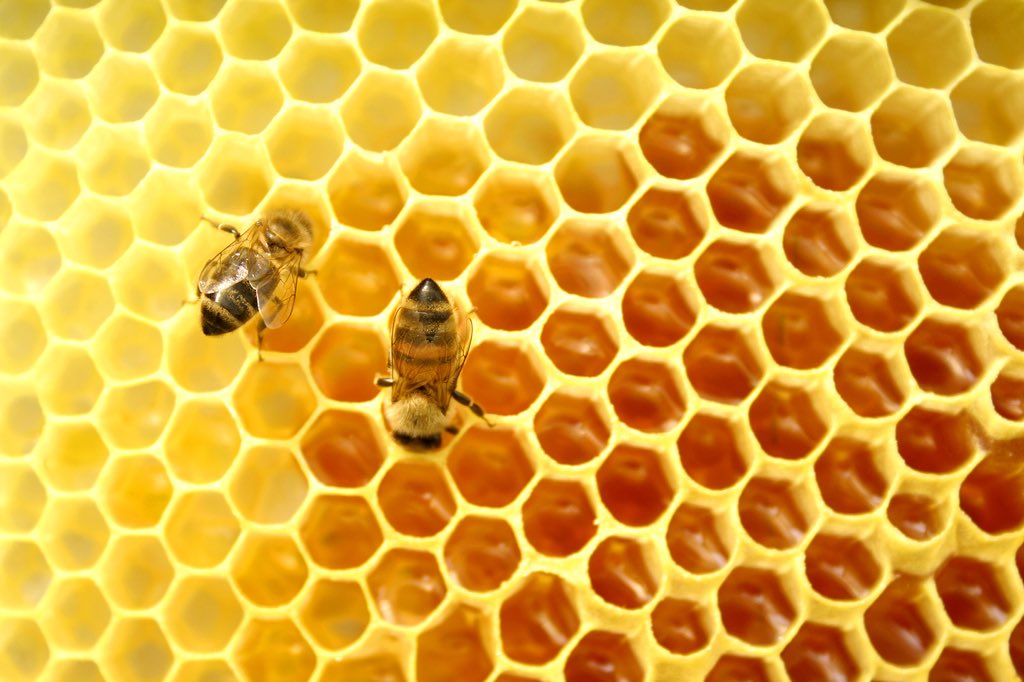 Today on the site, find out the health benefits of some of our fave honey bee products catandlily.co.za