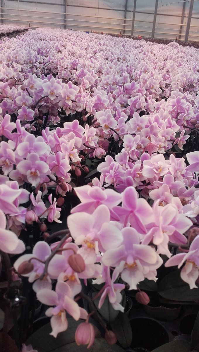 OrchidsSky's tweet photo. Dit licht roze soort Phalaenopsis 6cm is verkrijgbaar in 1,2 en 3 tak. Voor meer info bel gerust even op! https://t.co/A8BSS2MGge
