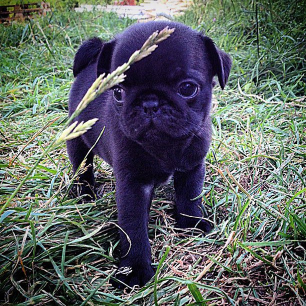 PugAppreciation's tweet photo. https://t.co/ti0Gx64yYE