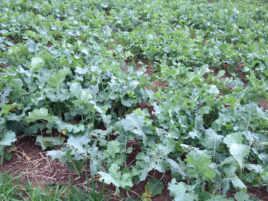 Est ce qqn sait quelle plante c'est?