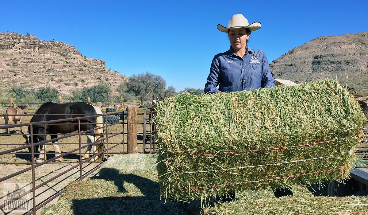 Cowboy Trail Rides tweet media