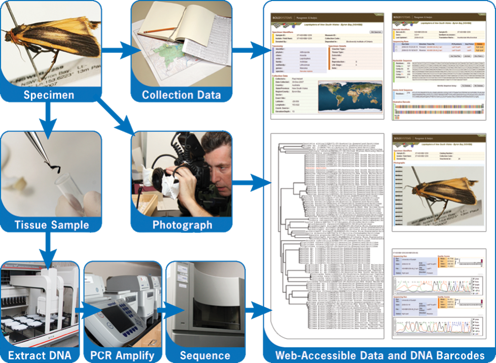 Smtp_Canada's tweet photo. Only 1 plate left to be #DNAbarcoded for #bioSMTP! Stay tuned - reporting will be happening soon! #citizenscience https://t.co/FgtVppfgB4