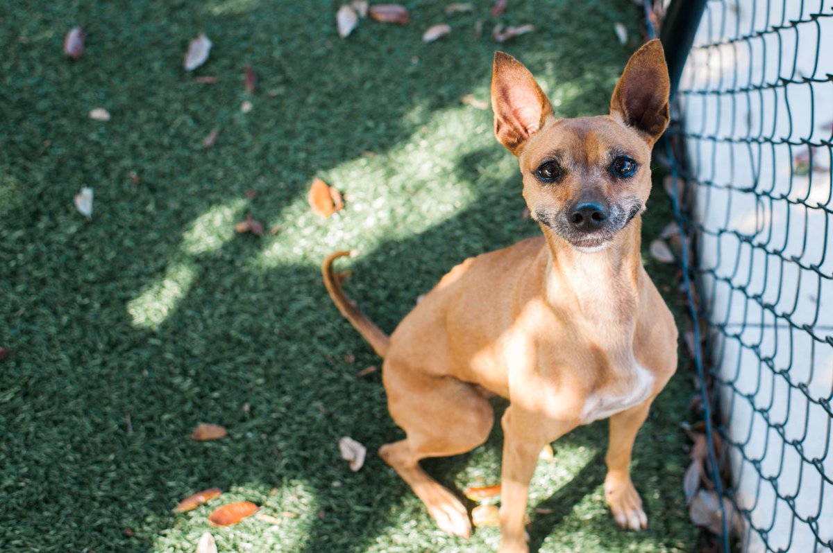 pbhsnaples's tweet photo. Dat smirk tho. 😏😏😏 #AdoptGINGER #HumaneSocietyNaples #DogsOfTwitter 📷👉 https://t.co/Dg1soMFApK https://t.co/NwcGcqhwZj