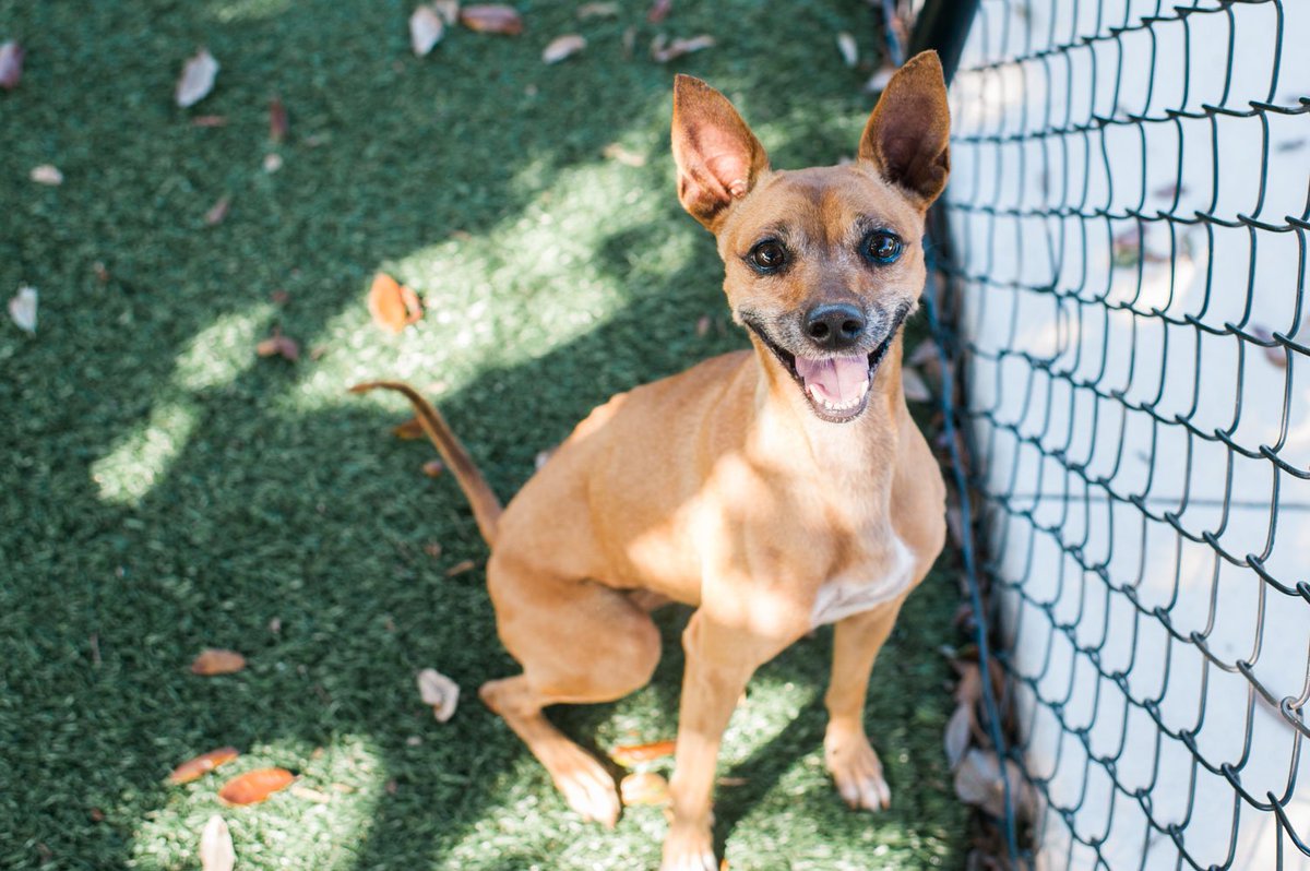 pbhsnaples's tweet photo. Dat smirk tho. 😏😏😏 #AdoptGINGER #HumaneSocietyNaples #DogsOfTwitter 📷👉 https://t.co/Dg1soMFApK https://t.co/NwcGcqhwZj