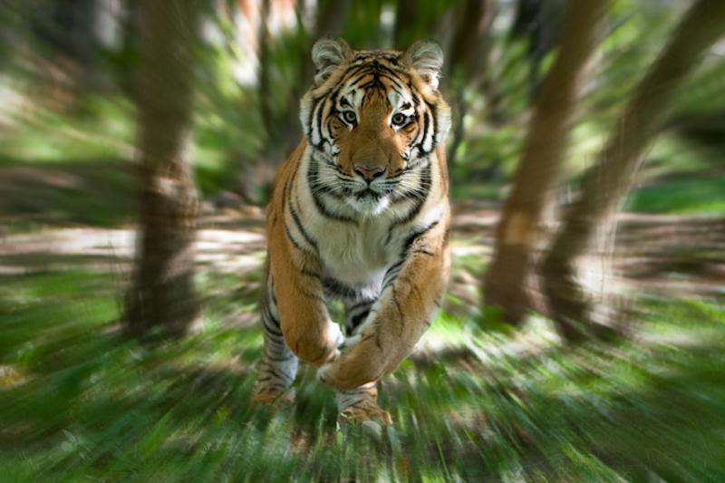 theartsdesk's tweet photo. An amazing, disconcerting #RogerHooper #tiger picture - it swims before your eyes! #WeMadeIt https://t.co/8p3L3zGEX4 https://t.co/h3hPyRjhCC