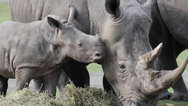 HardCoreBG's tweet image. Baby Rhino Joins Herd At Tampa Busch Gardens ow.ly/37WjHP