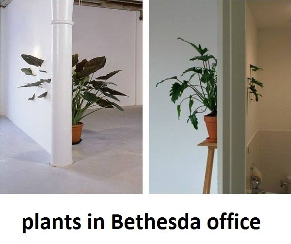 Fumble_JVmanga's tweet photo. Les plantes dans les bureaux de Bethesda (source https://t.co/ykAb9zby33) https://t.co/TsczJmoQCL