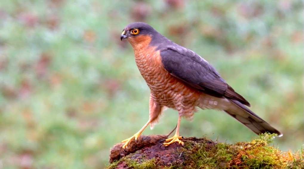 BBC Springwatch (@bbcspringwatch) on Twitter photo This is the sparrowhawk that <a href="/ChrisGPackham/">Chris Packham</a> thinks is THE BEST bird in the world... do you agree? This is the sparrowhawk that <a href="/ChrisGPackham/">Chris Packham</a> thinks is THE BEST bird in the world... do you agree?