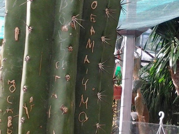 crazy_kutas's tweet image. Д – духовность.
Российские туристы испортили 100-летние кактусы в ботаническом саду Ялты, написав: «Обама – чмо».