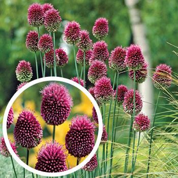 VKgreenhouse's tweet photo. BULB OF THE DAY! Drumstick Allium #PEI #Plantnow #SpringCharm #Allium #local #communitiesinbloom #awesooooome #Sale https://t.co/z3G9DLhHFn