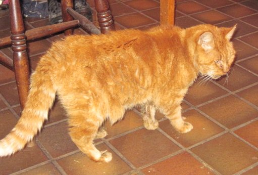 KimInWells's tweet photo. Elderly ginger cat found asleep in our kitchen #Coxley.  Been sleeping rough. Anyone recognise him #Wells  #lost https://t.co/MeVXyBd3ha