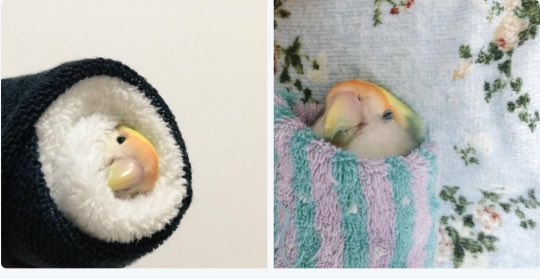 WHATARADWORLD's tweet photo. Starting off this beautiful mornin w a lil bird sushi roll https://t.co/xpgjWDIWIS