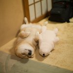 これは犬とアザラシの人形がコラボした究極の癒し画像!？