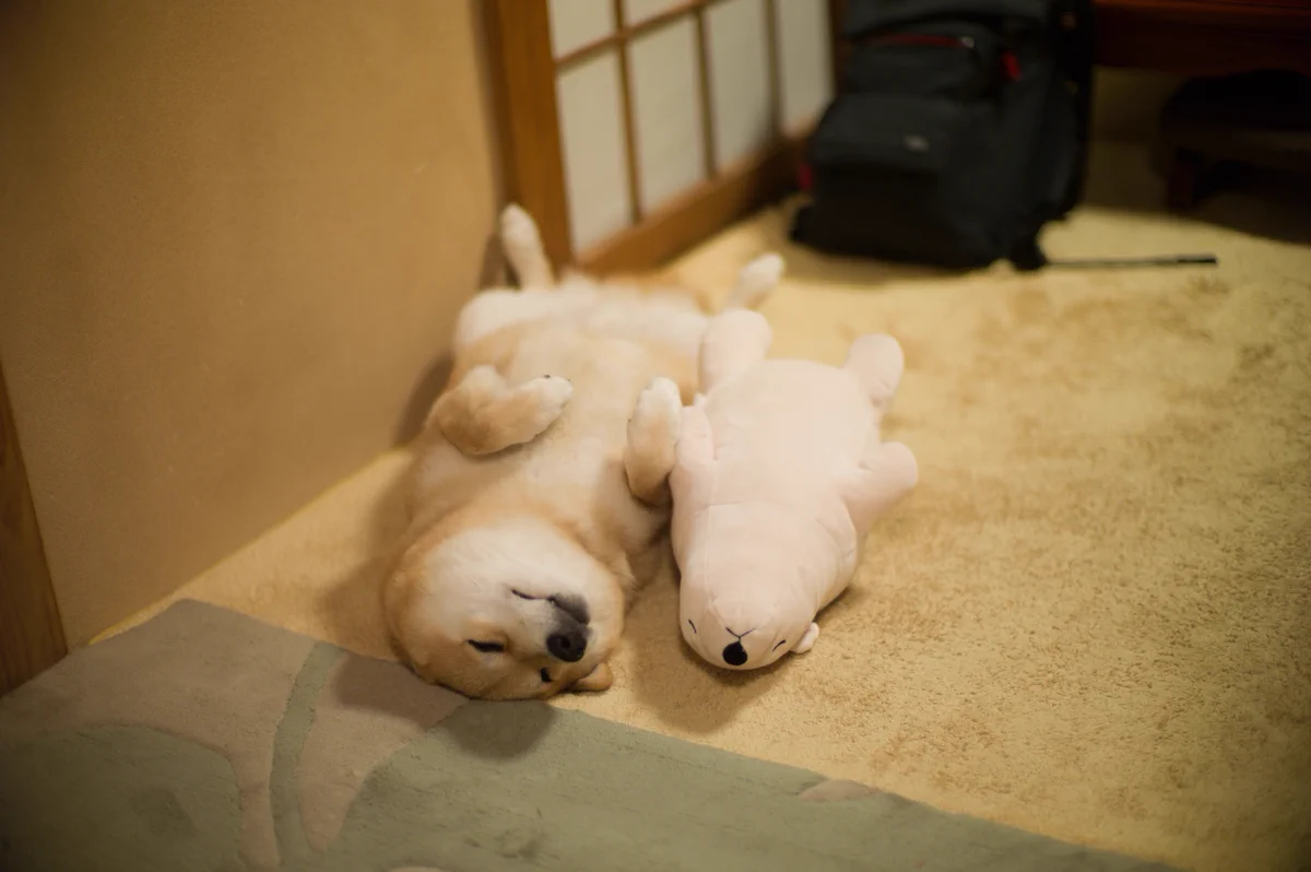 これは犬とアザラシの人形がコラボした究極の癒し画像！？