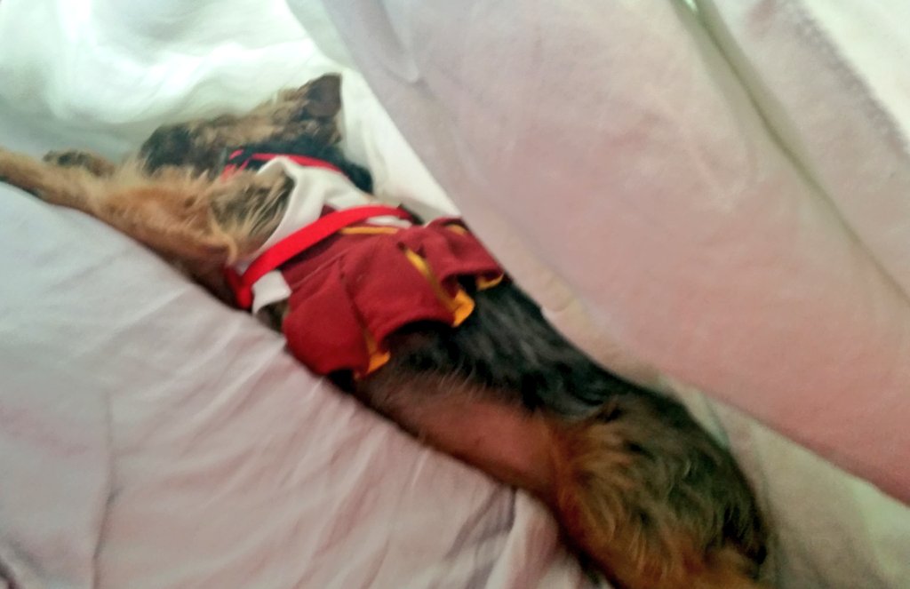 AmberWelch3's tweet photo. #PetPics9 @wusa9 One little Redskins cheerleader is sleeping in this morning after all of the celebration yesterday! https://t.co/yPhFvV0XQI