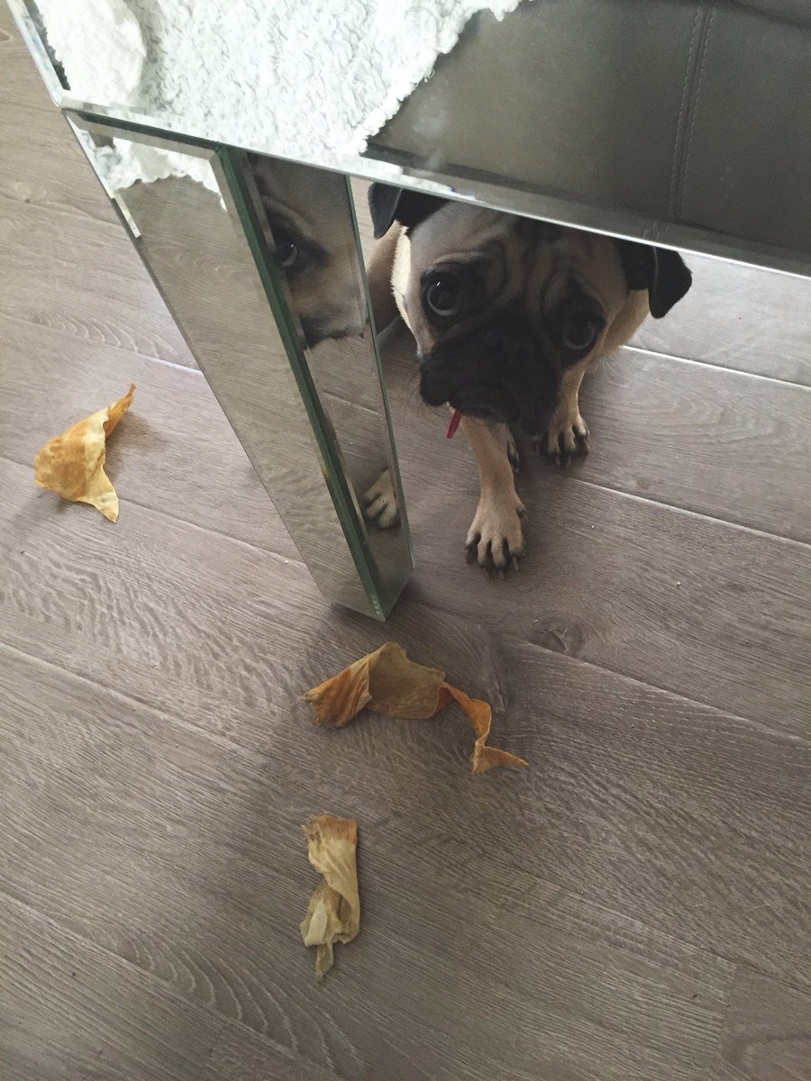 PugAppreciation's tweet photo. https://t.co/Nidv7TGIHf