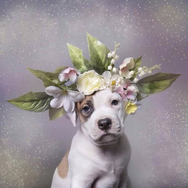 wownicedog tweet picture