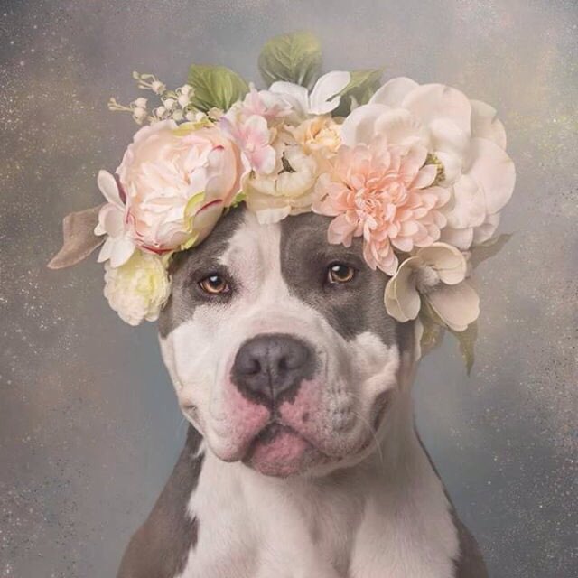 wownicedog tweet picture