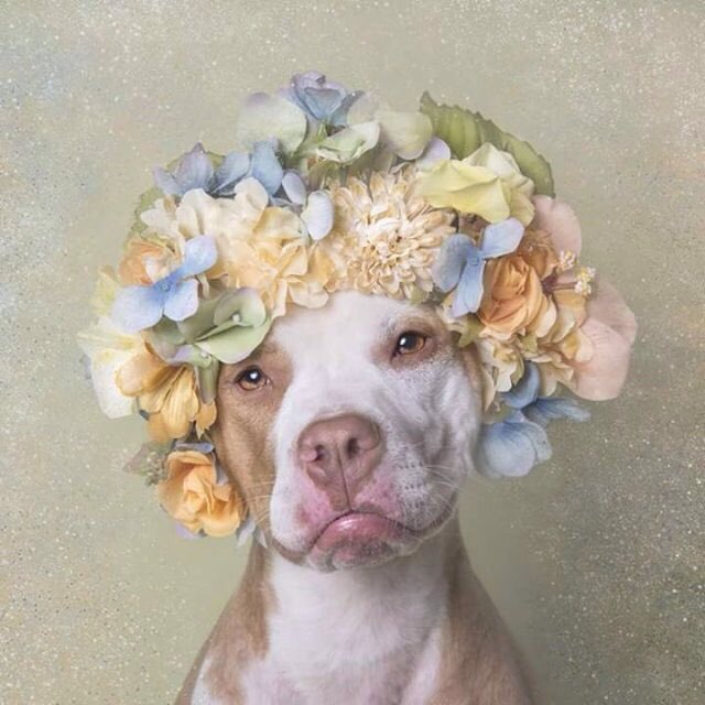 wownicedog tweet picture