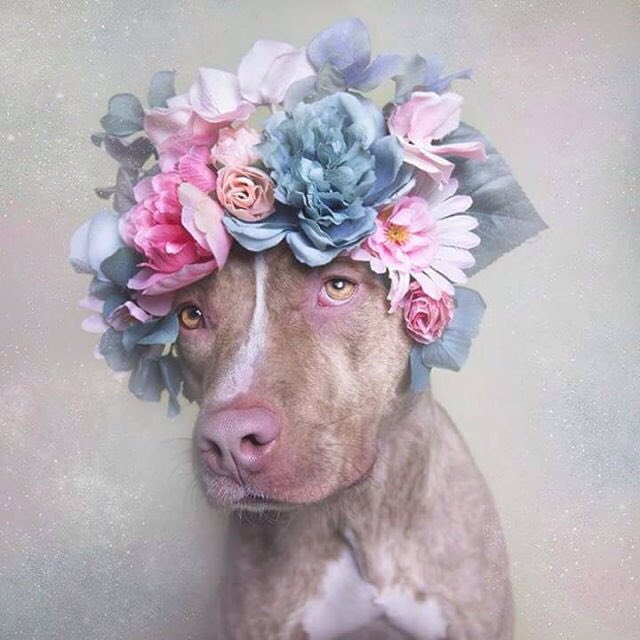 wownicedog tweet picture
