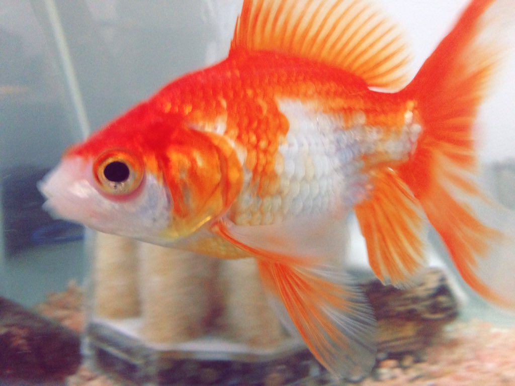 日本野虫の会 重版御礼 手すりの虫観察ガイド A Twitter 帰って犬の散歩して猫と遊んで金魚の水換えしてワラジムシ目4種のエサやり して保育イモの様子を見てやっと落ち着いた うちの生き物はジャンルがめちゃくちゃすぎる 金魚は犬の散歩中に捨てられて いたのを拾っ 日本野虫の会 重版御礼 手すりの虫観察ガイド A Twitter 帰って犬の散歩して猫と遊んで金魚の水換えしてワラジムシ目4種のエサやり して保育イモの様子を見てやっと落ち着いた うちの生き物はジャンルがめちゃくちゃすぎる 金魚は犬の散歩中に捨てられて いたのを拾っ