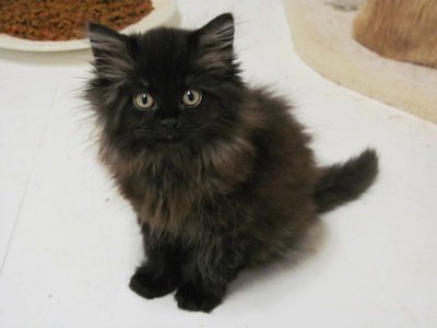 RescuRevolution's tweet photo. Share quality pictures of adoptable animals to increase adoption rates! https://t.co/UxYZ5EPyuh #RescueRevolution https://t.co/JilUuoTgzN