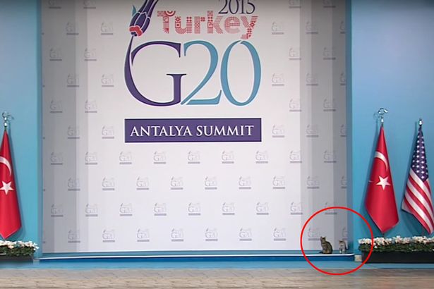 Cats break through security at G20 and wander on stage close to world leaders mirror.co.uk/news/world-new…