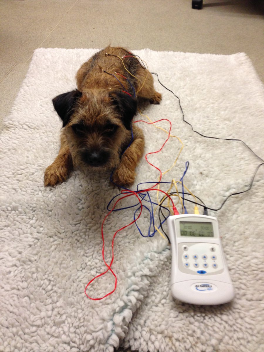 Teasel receiving electroacupuncture treatment.