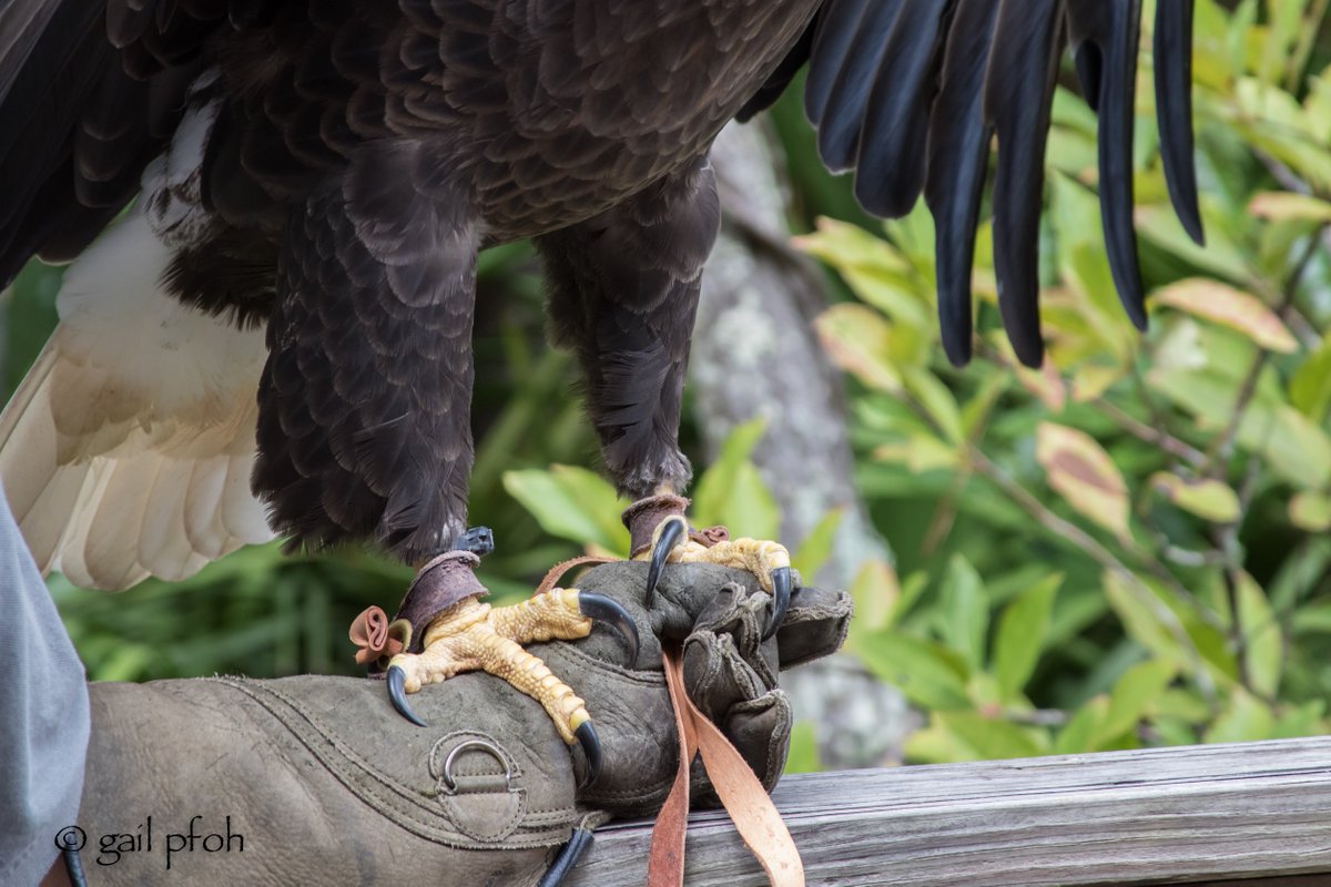 GailPfoh's tweet photo. Happy World Falconry Day #WorldFalconryDay #falconry #raptor #baldeagle #pfohtobypfoh https://t.co/QSiZEG9iq0