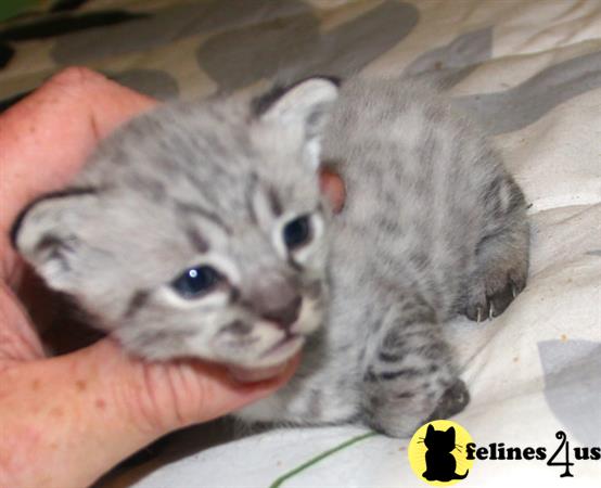 FelinesForUs's tweet image. felines4us.com/kittens/savann… - Beautiful different color Savanah. This kittens spots are getting darker everyday