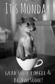 REMAX_Advanced's tweet photo. This little pooch has the right idea! #MondayMotivation #ReMaxAdvanced https://t.co/524m2vXuBT