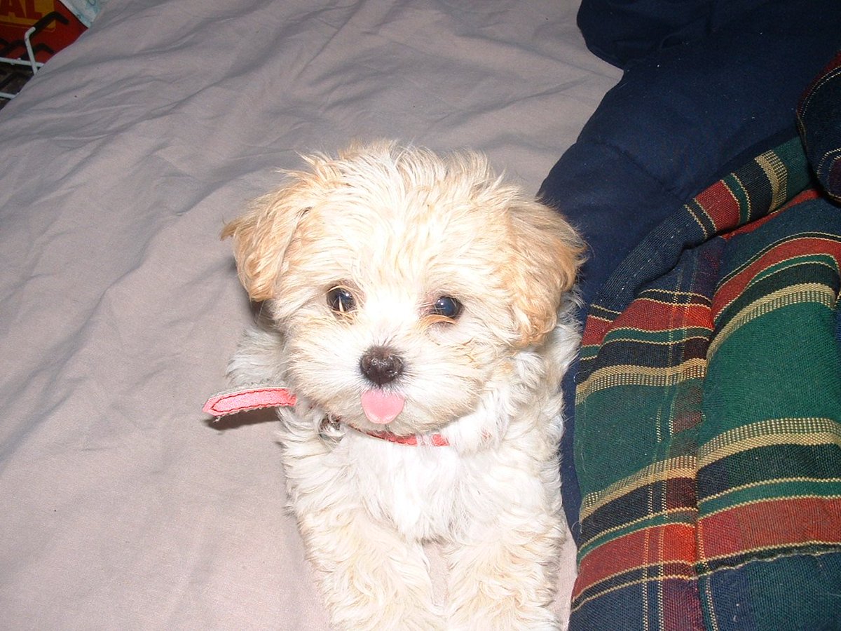 roxyminima's tweet image. Welcome every #doglovers of the world!!! Bienvenidos todos los amantes de los #perros del mundo!!!