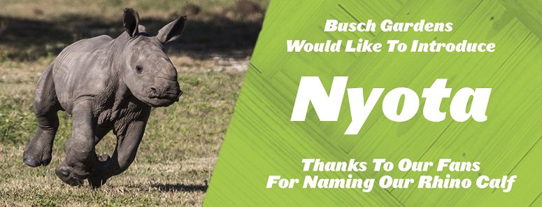 HardCoreDisney's tweet image. Busch Gardens' New White Rhino Calf Receives a Name ow.ly/37X6zl
