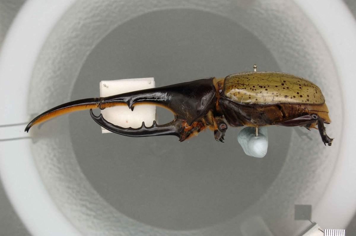 RMaccabee's tweet photo. Met @LinneanSociety; Elaine Charwat's fave beetle from the archive @ulcc run, Hercules lifts 850x its own weight https://t.co/WhPr7XwIyD