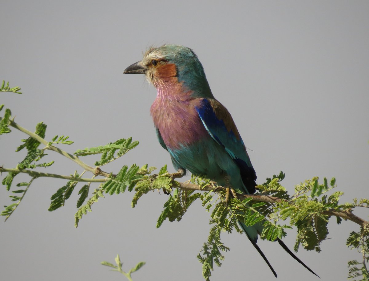 RobertaBirder's tweet photo. It might be the most photographed species in Africa but so irresistible! Lilac-breasted roller. #BirdingNamibia https://t.co/i3uhfvPa43