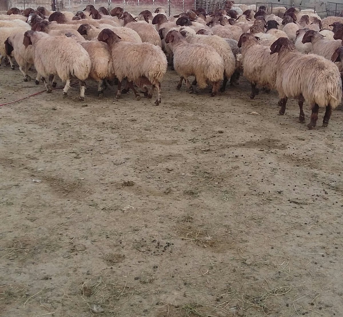 055 973 2653 (@055_2653) on Twitter photo 