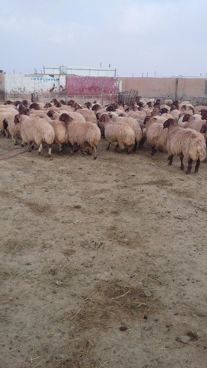 البيع الغنام 1120    الوقع    حفرالباطن       التفسار/  0559732653