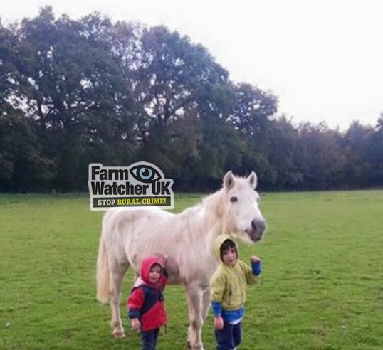 Stolen #Pony #Surrey bit.ly/1HQ2ZnL @BespokeBrowband @Equest2Ride @sloughfarm @SurreyShow @JustinBASC