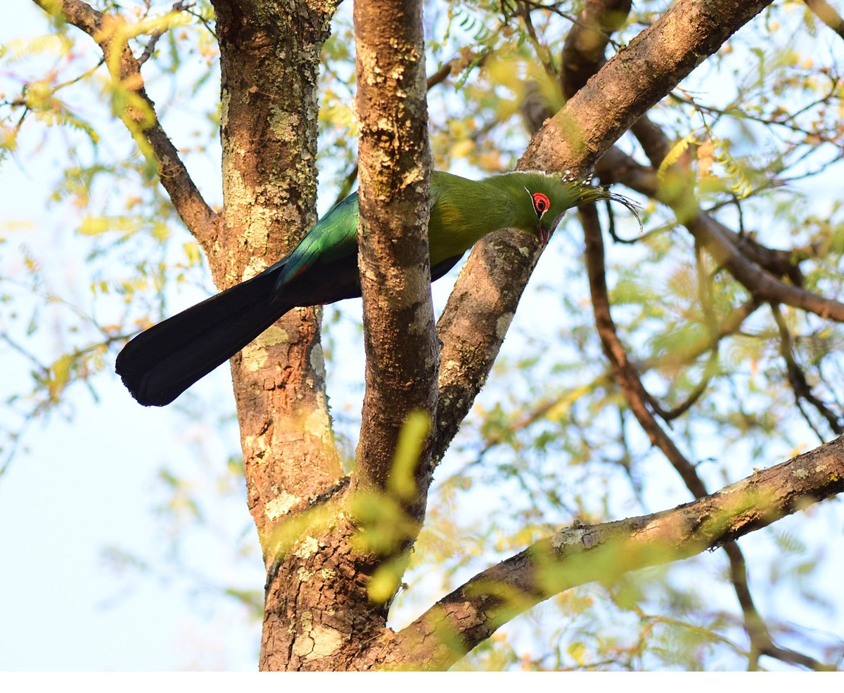 zootherabirding's tweet photo. One of the birds of the trip - Schalow's Turaco #BirdingNamibia https://t.co/J4lGsRAOfP