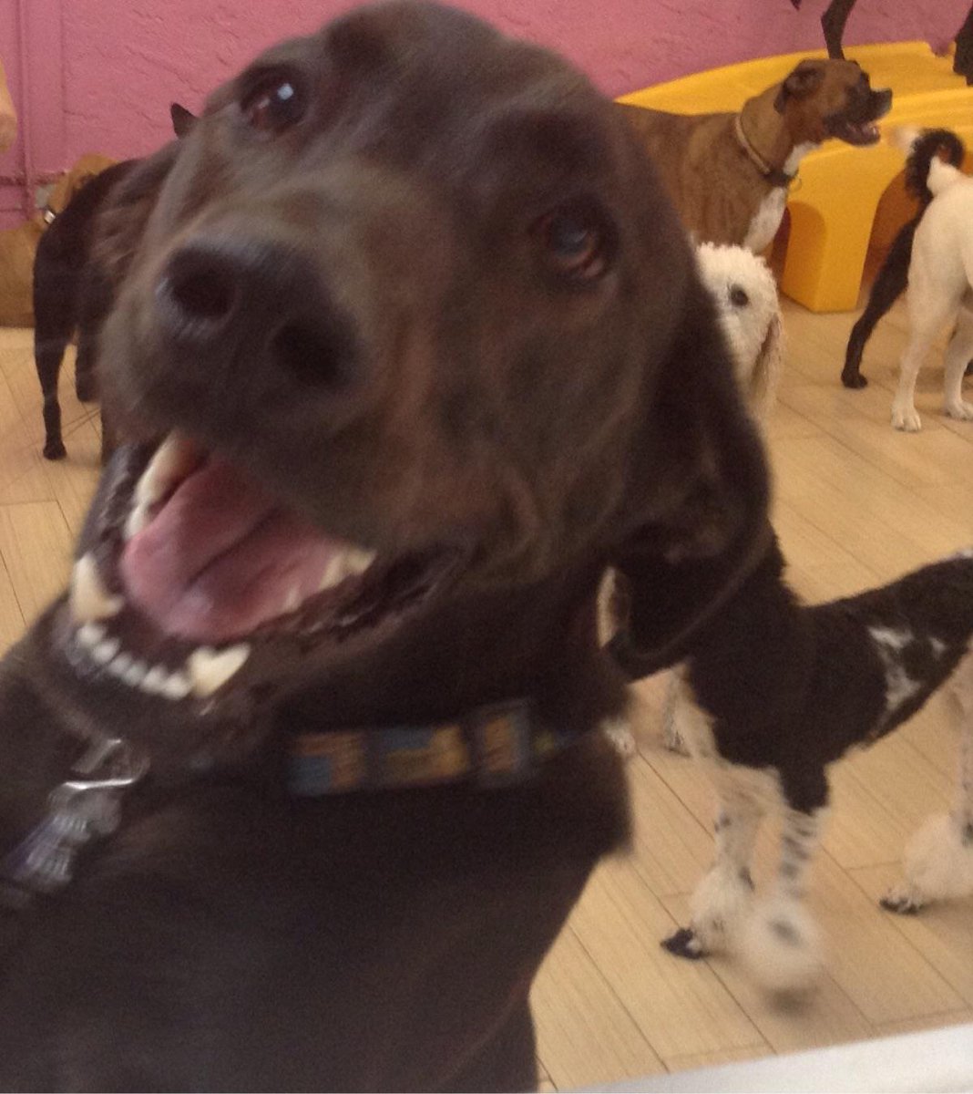 VIPDogHotel's tweet photo. Don't forget to make your reservations as soon as you can for the holidays! You don't want to disappoint your dog! https://t.co/OhTWPF6kzf