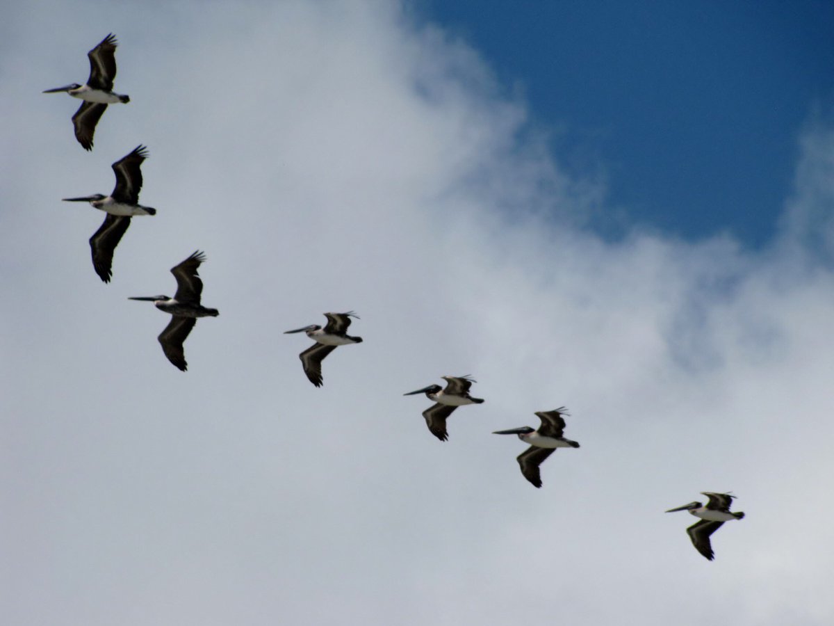 Pelicans working together to make their own voyage easier. Do they know something us humans do not?