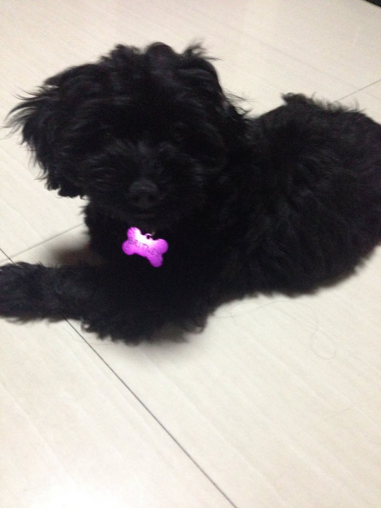 JediMagic's tweet photo. @manila_bulletin My dog! Help keep watch and maybe find supplies while i'm building shelter #MBMockingjay https://t.co/3SgS5Vu3sp
