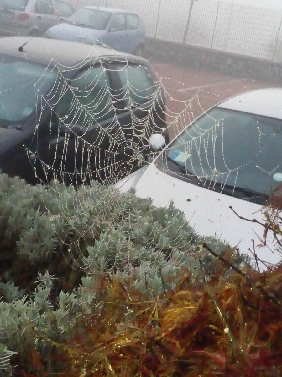 scratchmaster23's tweet photo. Spiderman is here whit us 😂😂
#scared #spider #omg #reallife https://t.co/GVA1WsOUOe