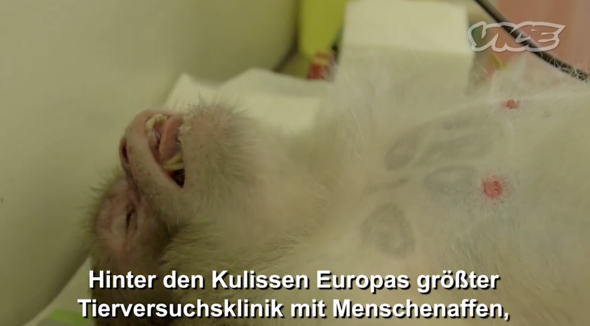 vice_de's tweet photo. Heute, 23:15 Uhr in den #VICEReports auf @rtl2: #Leihmutter-Geschäft in #Indien &amp; #Tierversuche im Affenlabor https://t.co/wZo6eJXKxO