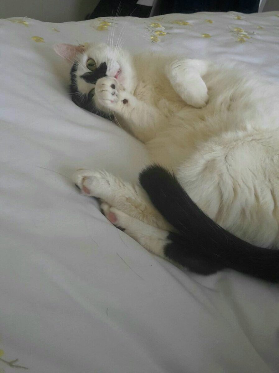 dizzyali77's tweet photo. Mum and me won't be on here for a while we are ok though. Take care pals😻 @hugo4de @fluffybasil @TreezyDD https://t.co/elUH9efyVJ